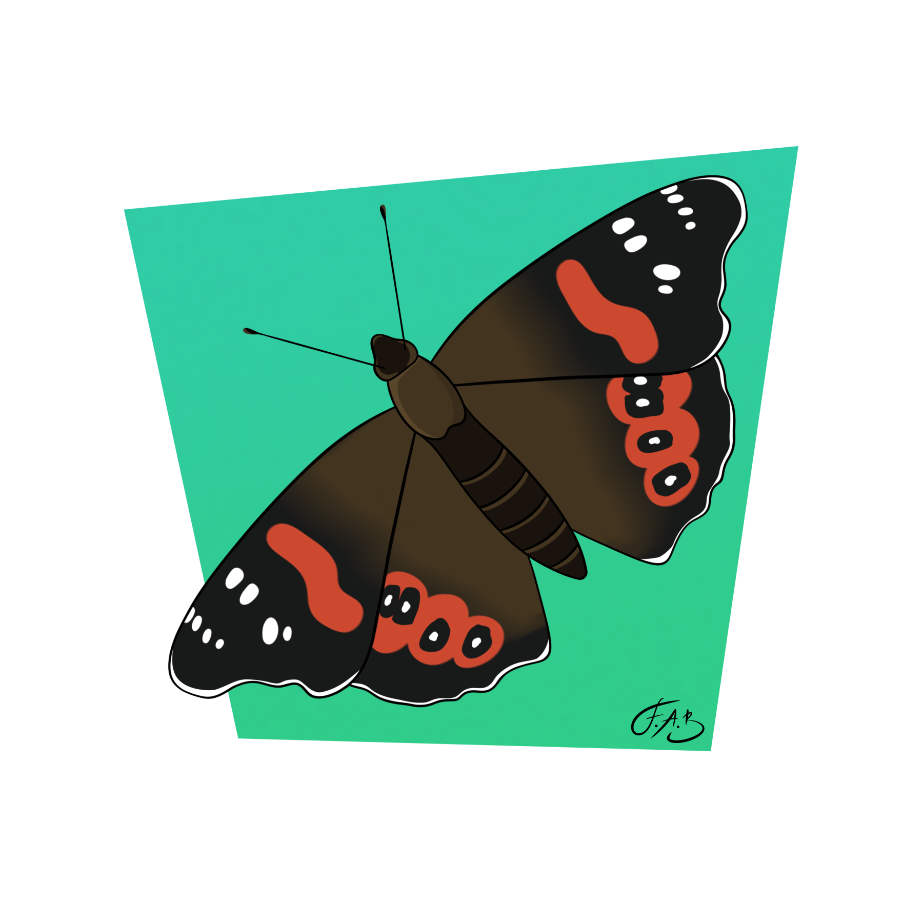 Red Admiral Butterfly